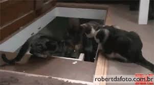 Go on to discover millions of awesome videos and pictures in thousands of other categories. Tumblr Brasil Tiere Lustig Gif Find On Gifer
