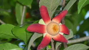 Image result for Uvaria