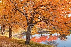 The duke cherries are intermediate in both tree and fruit characteristics. Photo Uploader For Pinterest Yoshino Cherry Tree Cherry Tree Full Sun Landscaping