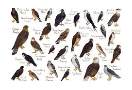 Raptors Hawks Falcons Etc Of North America Field Guide Art Print