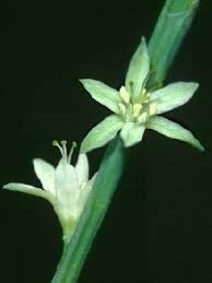 Image result for Oxygonum