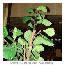 Fiddle Leaf Fig Ficus Lyrata Indoor Care And Growing Information Ficus Lyrata Fiddle Leaf Fig Poisonous House Plants