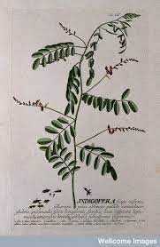 Flowering Stem With Indigo Plant Plant Sketches Plant Illustration
