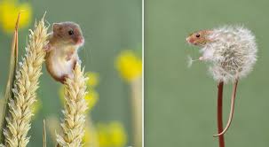 Like the common mouse, it lives mainly in the dark. 21 Photographs Of Harvest Mice Going About Their Daily Lives Are Absolutely Enchanting