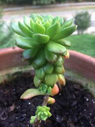 Image result for Crassula maputensis