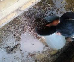 Waktu pemijahan belut diperkirakan berlangsung selama 10 hari. 12 Cara Budidaya Belut Dalam Drum Dan Kolam Terpal Menurut Para Ahli Hobinatang