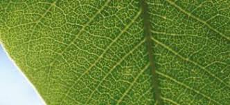 Image result for Toddaliopsis