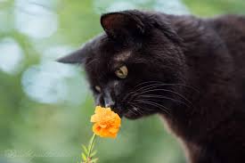 Ich freue mich auf zu hause oder zuhause. Cats Hope Katzen Suchen Ein Zuhause E V Grupo Teaming