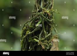 Image result for Taeniophyllum