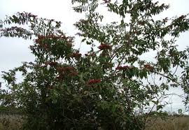 Image result for Combretum andradae