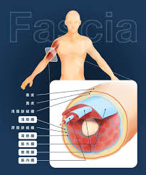ファシアと筋膜の違いと、筋膜に痛みが発生するイメージ | 腰痛メディア｜zen placeが発信する痛みの情報サイト