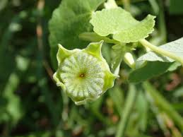 Image result for Abutilon guineense