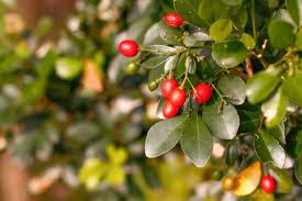 Image result for Murraya