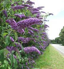 Butterfly Bush Summer Lilac Orange Eye Butterfly Bush Buddleja Davidii Flowering Shrubs Butterfly Bush Flowering Bushes