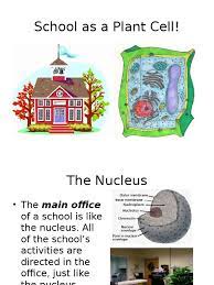 Thus the cell membrane also serves to help support the cell. School Cell Analogy Ppoint Cytoplasm Cell Biology