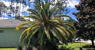 Maybe you would like to learn more about one of these? Growing Canary Island Date Palm Phoenix Canariensis Care