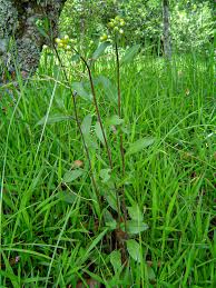 Image result for Eschenbachia gouanii