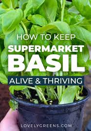 We did not find results for: How To Divide And Grow Supermarket Basil Lovely Greens