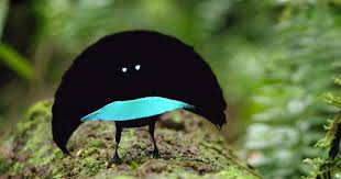 New Bird Of Paradise Slides Around Sporting A Bright Blue Frown Weird Birds Birds Of Paradise Bird Species