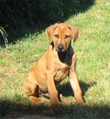 I got scooby roo as a niko piggy bear is 5 years old and growing every day. Akita Pitbull Mix I Think This Is What My Little Guy Will Look Like When He Is Older Pitbull Mix Puppies Rhodesian Ridgeback Pitbull Mix