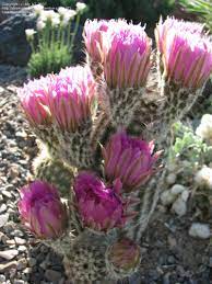 Plant database entry for lace cactus (echinocereus reichenbachii) with 33 images and 19 data details. Plantfiles Pictures Echinocereus Species Black Lace Cactus Classen S Cactus Purple Candle Cactus Echinocereus Reichenbachii Subsp Perbellus By Ally Ut