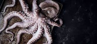 As of 2021, kraken is available to residents of 48 us states and 176 countries, and lists 72 cryptocurrencies available for trade. Oktopus Kostliche Kraken Tipps Rezepte Falstaff