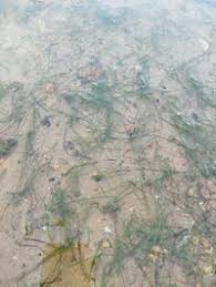 Image result for Microcoelia bulbocalcarata