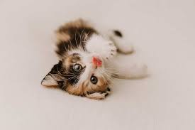 This gallery features the most adorable purebred and mixed breed fuzzy kittens you'd ever want to meet. Cute Kitten Pictures The 14 Prettiest Baby Cats Of All Time