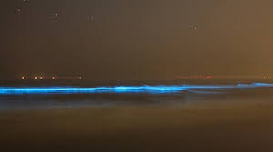 Wel putte de schrijfster ond ik was al meteen geboeid van. Zeevonk In Zandvoort Te Zien Nos Jeugdjournaal