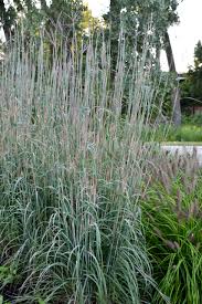Image result for Andropogon