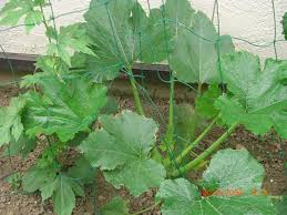 2 medium cucumbers, scored with a fork, not peeled but sliced very thinly and 2 medium zucchini, raw, same size as cucumbers, prepared the same way. Zucchini Japanese Garden