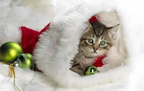 That's really cool and kinda freaky! Cat Hd Wallpapers Cute 2018 Cool Cat Wallpaper Telechargement Gratuit Topapplications Cute Cat Wallpapers