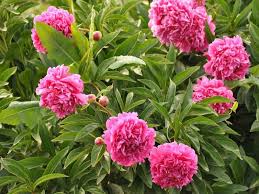 The everlasting beauty of peony can serve as the point of. Peony Flower Types Pictures How To Grow And Care Florgeous