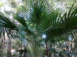 Image result for Livistona australis