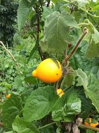 Image result for Solanum mammosum