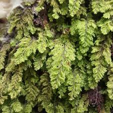 Image result for Hymenophyllum triangulare