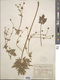 Image result for Ranunculus multifidus