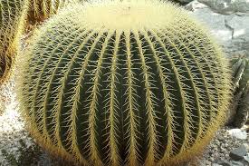 Voir plus d'idées sur le thème cactus, succulentes, cactées. Coussin De Belle Mere Echinocactus Grusonii Culture Plantation Entretien