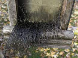 Also in some cases, ringworm can result in severe inflammation and lead to permanent hair loss. Identification 4 Inch Long Hair Like Fungus Ubc Botanical Garden Forums