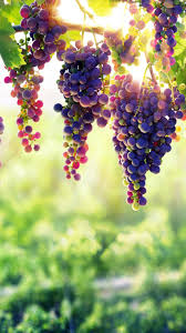 Grapes 4k Ultra Hd Mobile Wallpaper Fruit Wallpaper Grape Wallpaper 8k Wallpaper