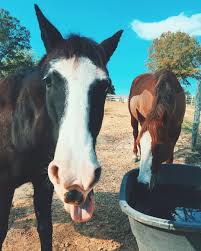 Cute Horses Cute Horse Pictures Horse Love