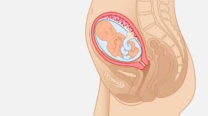 23 Weeks Pregnant Symptoms Baby Development Tips Babylist 0.58 in / 1.5 cm weight pregnant 21 weeks pregnant 22 weeks pregnant 23 weeks pregnant 24 weeks pregnant 25 weeks. 23 weeks pregnant symptoms baby