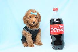 A puppy can complete your family, whether it's a family of one or six. Toy Red Poodle Puppies Available Now For Sale In Woodland Hills California Classified Americanlisted Com