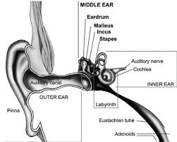 The most common inner ear bones material is bone & horn. What Is Otosclerosis Symptoms Diagnosis Nidcd