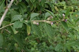 Image result for Lippia plicata