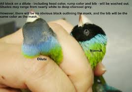 Australian Bird With Black Head And White Body Normal Black Head And Dilute Pet Birds Wild Birds Birds