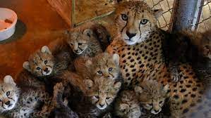 San diego zoo wildlife alliance helped to support wildlife rescue and rehabilitation work in australia after the devastating bushfires of 2009 and 2020. Baby Zoo Animals Born Since Fall 2017