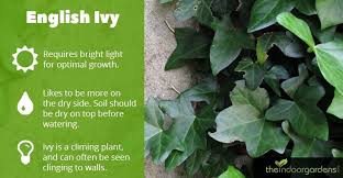 How To Grow English Ivy Indoors The Indoor Gardens English Ivy English Ivy Indoor Indoor Gardens