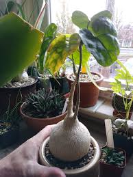 Image result for Pyrenacantha