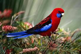 The Crimson Rosella Is A Beautiful But Independent Minded Parrot Parrot Bird Species Beautiful Birds